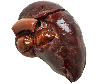 liver